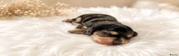 Miniature Dachshund dogs for sale: Exceptional KC Reg Miniature L/H Dachshund Puppies - Advert 11