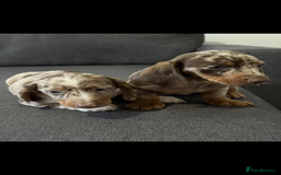 Dachshund dogs for sale: Dachshund - Image 2
