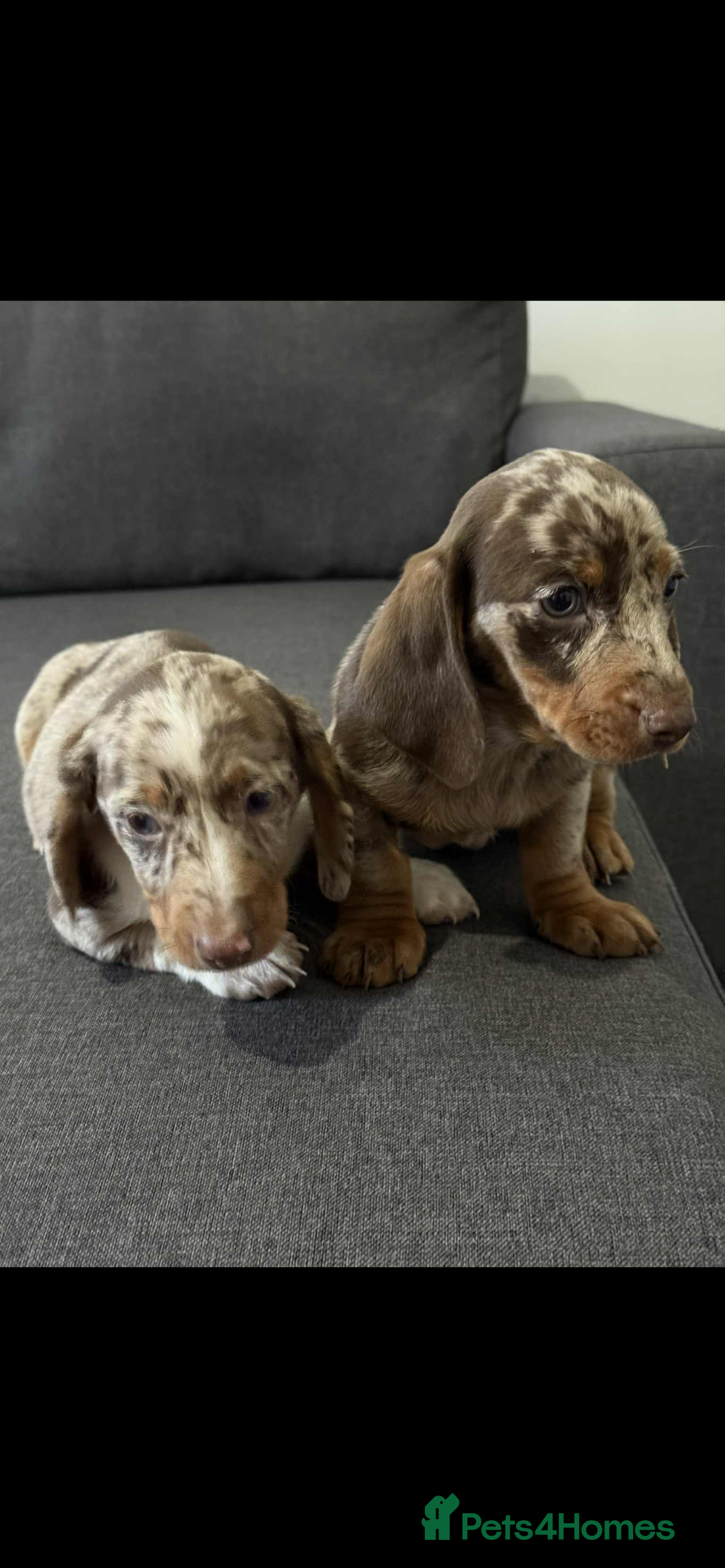 Dachshund dogs for sale: Dachshund - Image 2