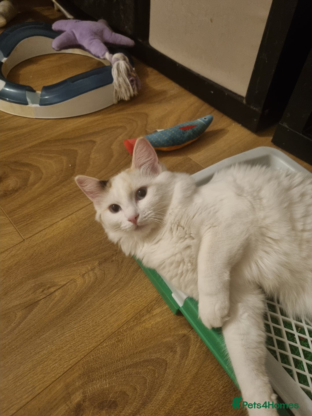 Ragdoll cats for sale: Ragdoll Bicollor girls - Advert 6