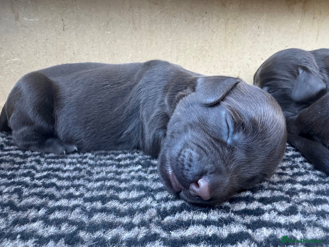 Sprocker dogs for sale: Sprocker puppies for sale - Advert 4