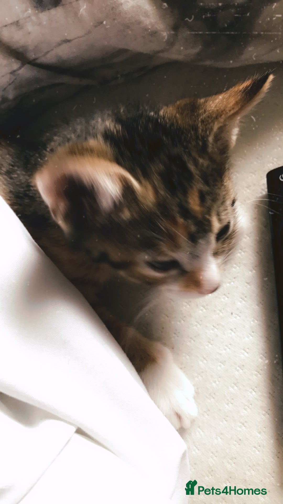 Mixed Breed cats for sale: Stunning wee kittens ready to go now  - Image 8