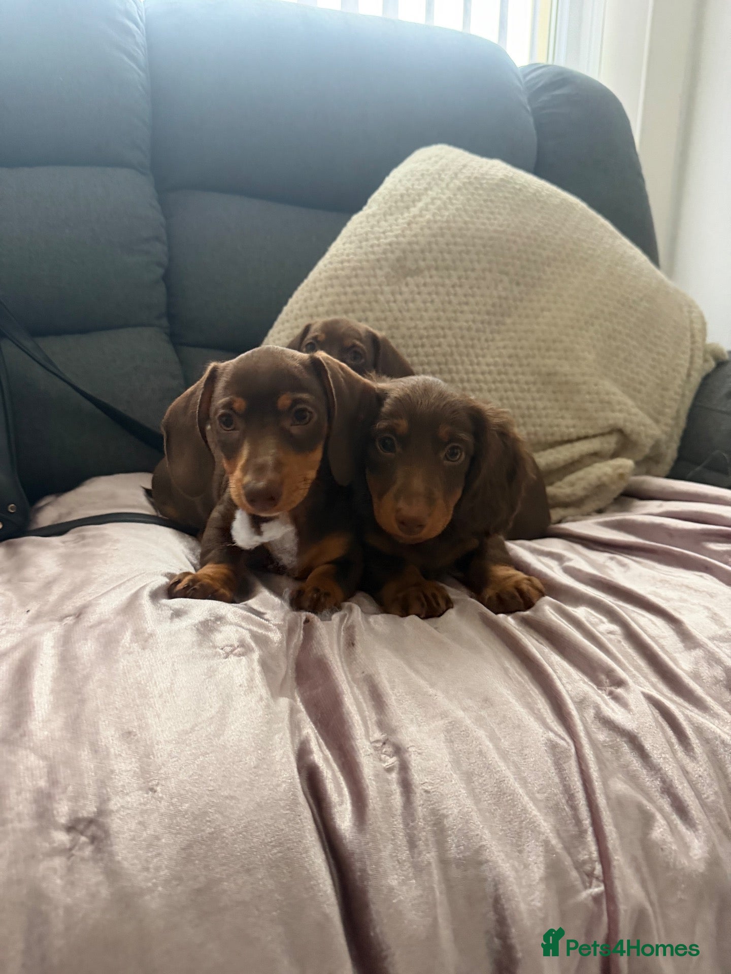 Miniature Dachshund dogs Miniature dachshund puppies - Advert 7