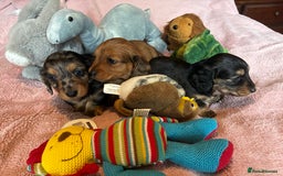 Dachshund dogs for sale: KC reg PRA clear gorgeous puppies - Image 21