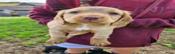 Cocker Spaniel dogs for sale: Extremely well bred cocker spaniel puppies - Advert 17