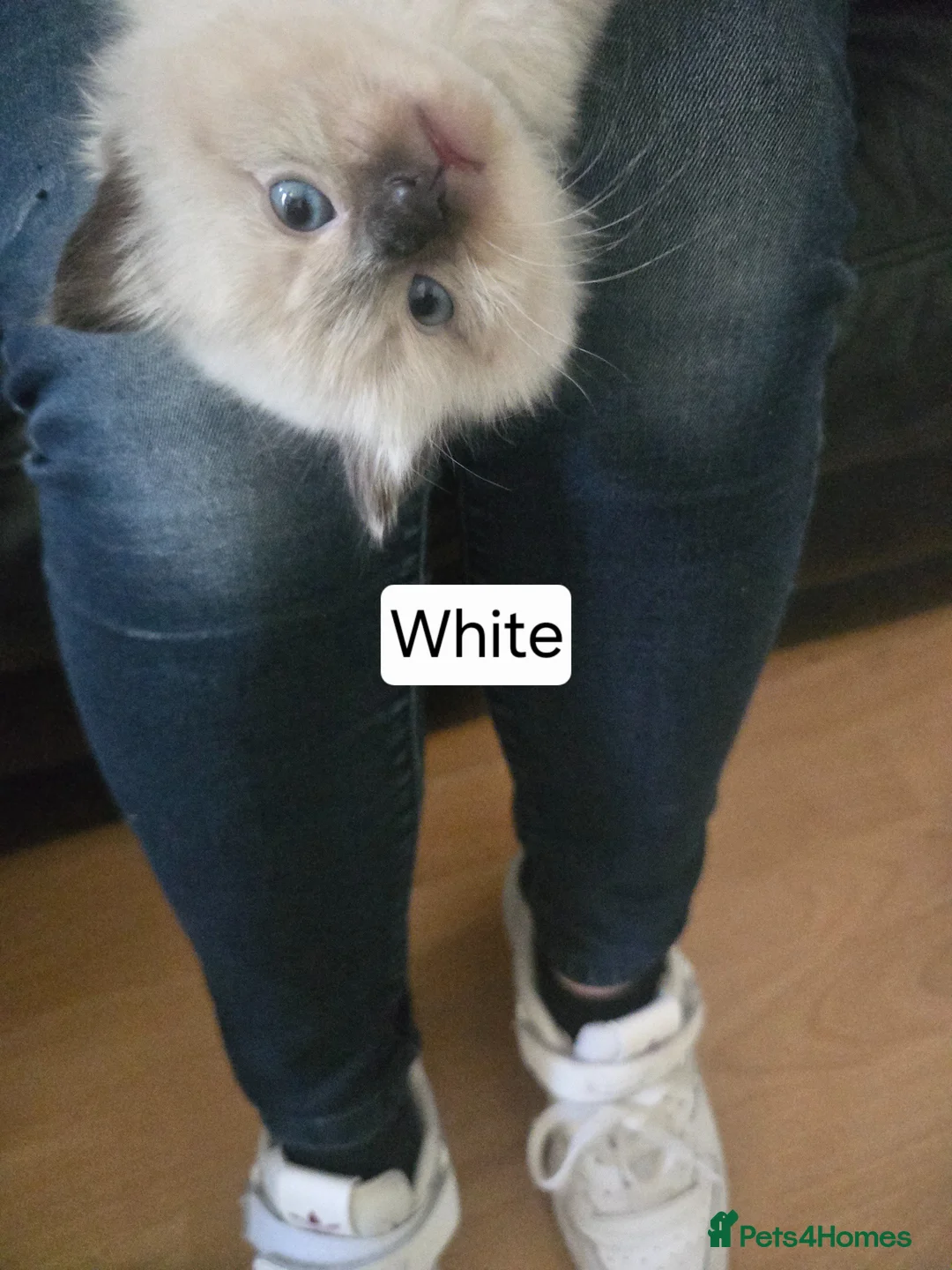 Ragdoll cats for sale: Ragamese ragdoll Siamese kittens  - Advert 26