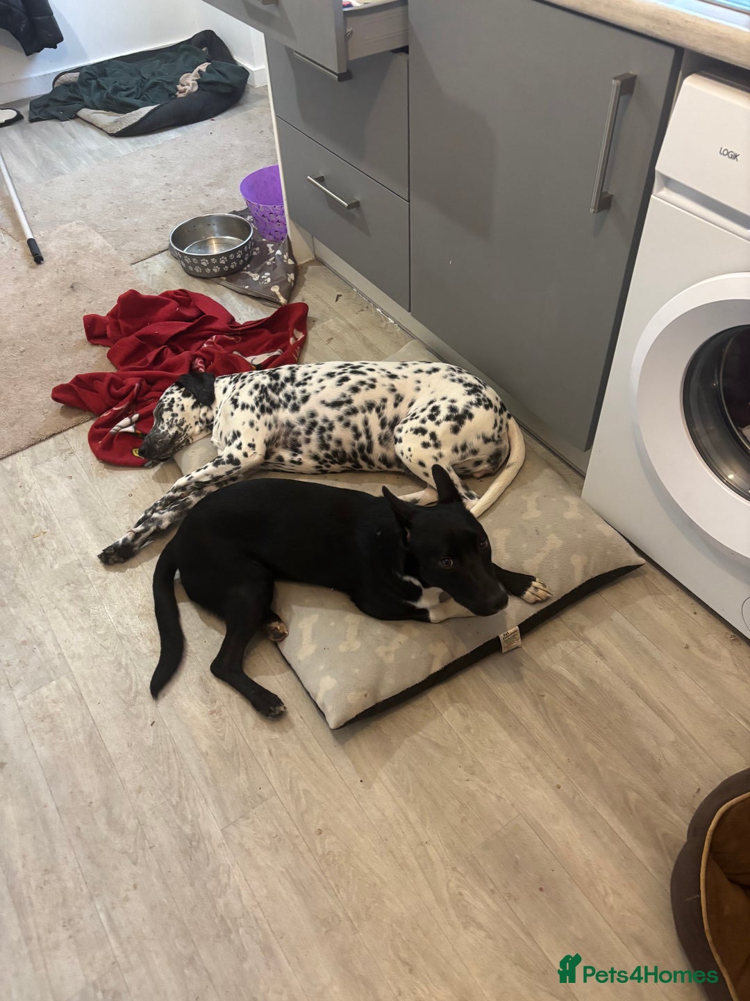 Mixed Breed dogs for sale: Border collie cross staffie  - Advert 1