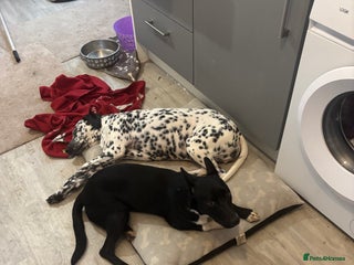 Mixed Breed dogs Border collie cross staffie - Advert 4