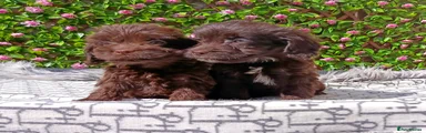 Cockapoo Puppy 4
