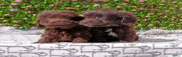 Cockapoo dogs for sale: FULLY VAX F1 COCKERPOOS H TESTED PARENTS  - Advert 13