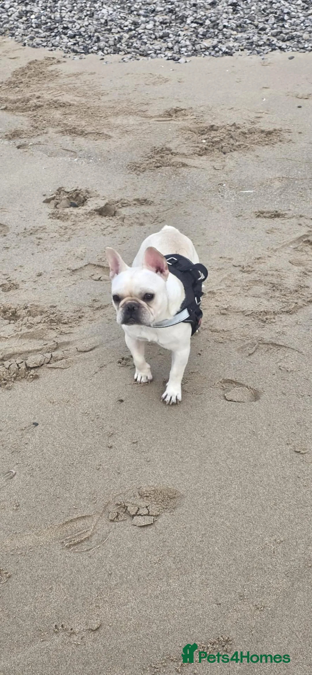 Mixed Breed dogs for sale: Ella the french bulldog  - Advert 2