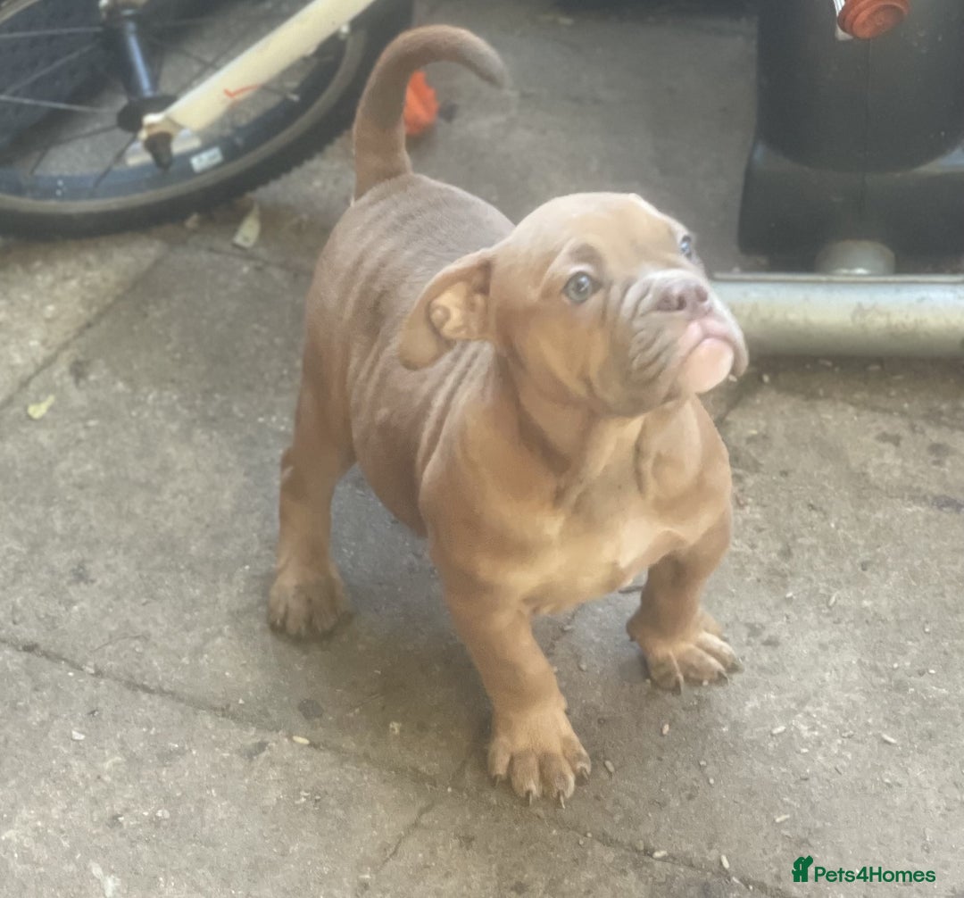 Olde English Bulldogge dogs for sale: Oldie British bull puppies - Image 9