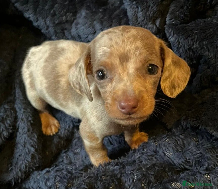 Miniature Dachshund dogs Ready now miniature dachshund pups - Advert 5