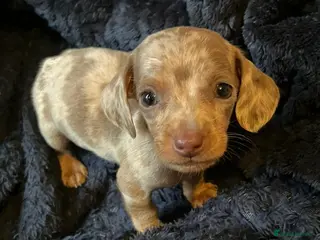 Miniature Dachshund dogs Ready now miniature dachshund pups - Advert 5