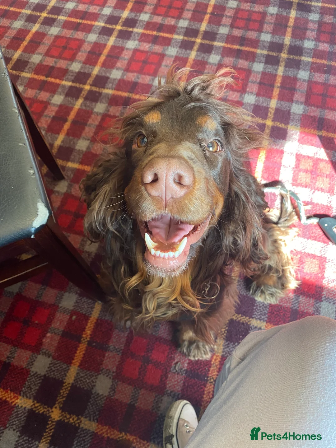 Sprocker dogs for stud: PROVEN SPROCKER SPANIEL - Advert 5