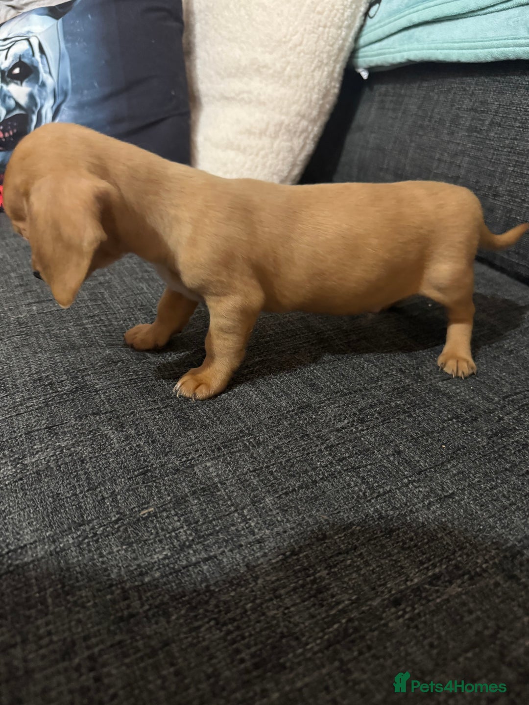 Dachshund dogs for sale: 5 beautiful dachshund 1 girl 4 boys - Advert 26
