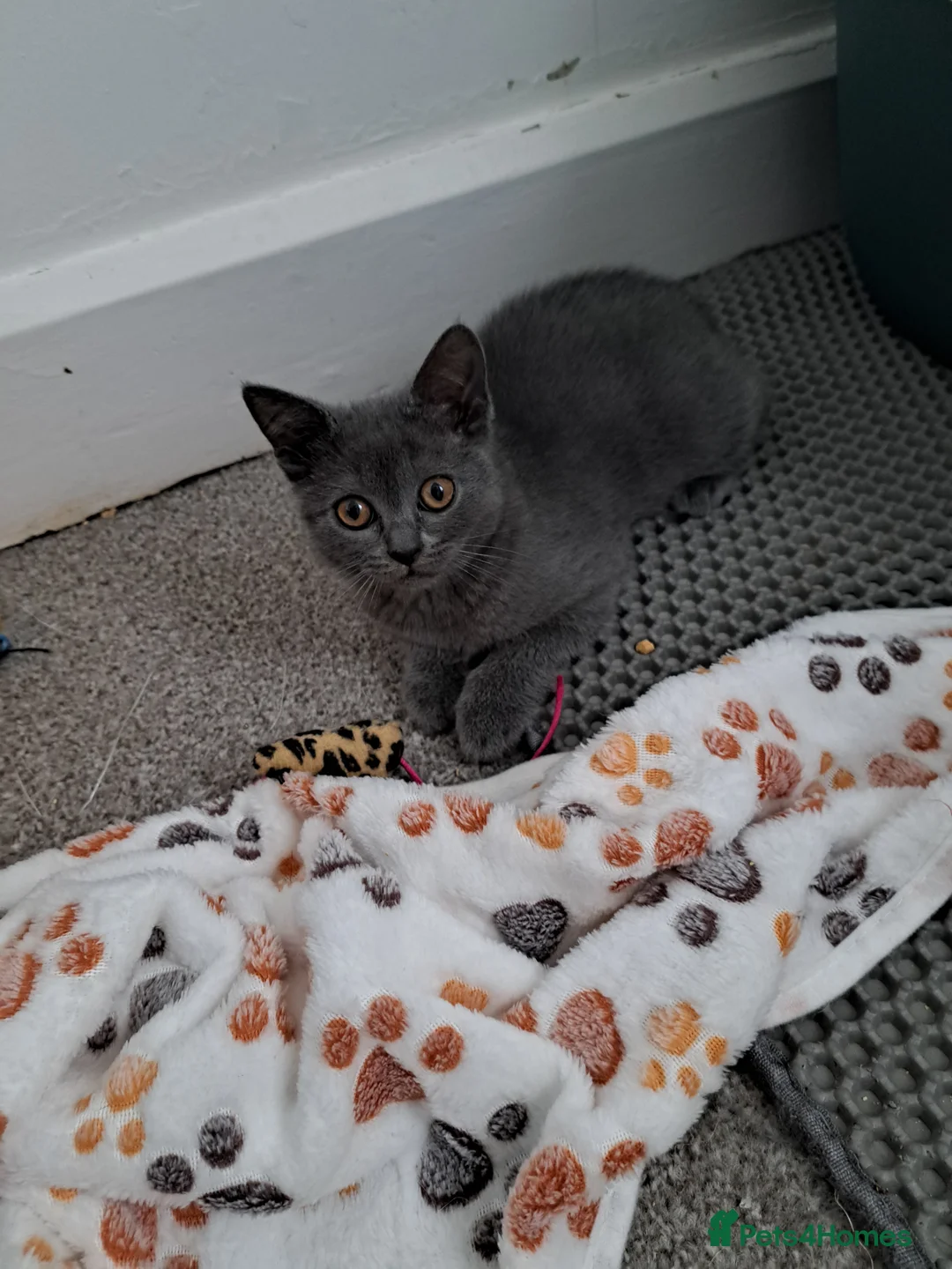 British Shorthair cats for sale: British Shorthair Blue is AVAILABLE  - Advert 3