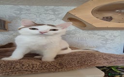 British Shorthair cats for sale: 1 boy left!! Full vaccinated BSH kittens  - Image 2