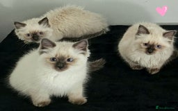 Ragdoll cats for sale: Blue Point Ragdoll Kittens for sale   - Image 4