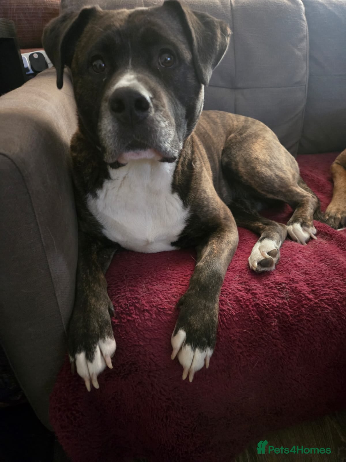 American Bulldog dogs American bulldog female - Advert 1