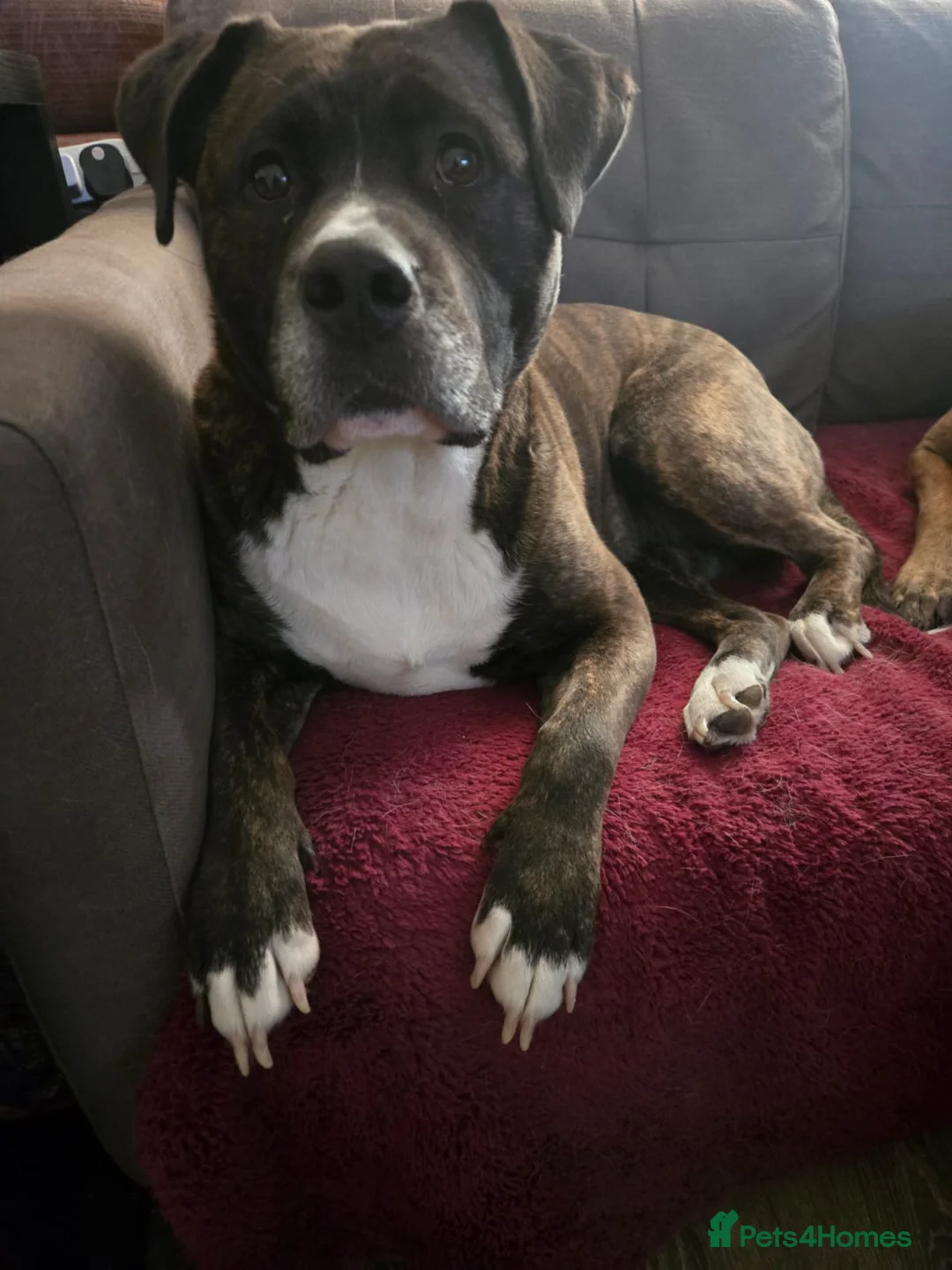 American Bulldog dogs for sale: American bulldog female - Advert 1