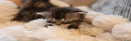 Mixed Breed cats for sale: Adorable mixed kittens for sale - Advert 12