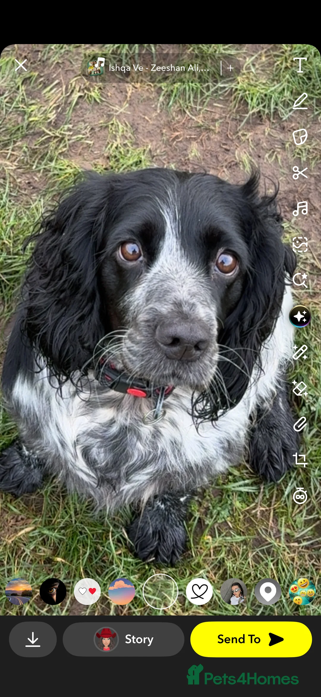 Cocker Spaniel dogs for sale: Stunning WCS needing home  - Advert 2