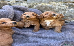 Cockapoo dogs for sale: ⭐️Ready Now, beautiful boys⭐️ Cockapoo puppies - Image 14