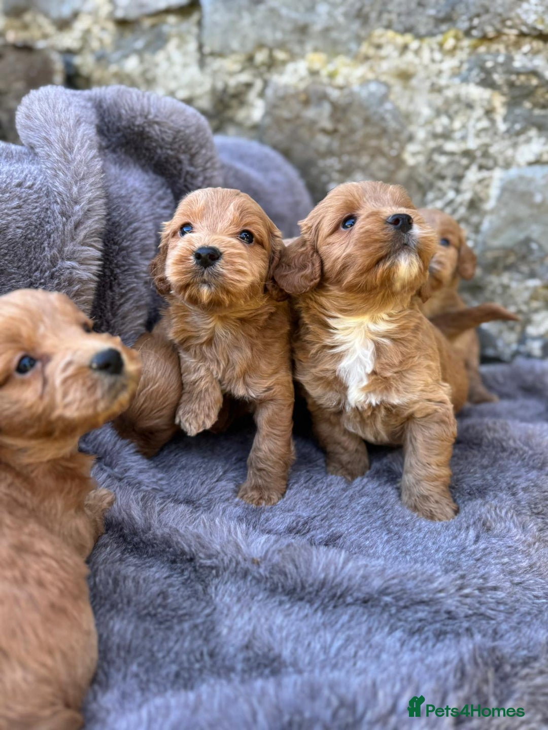 Cockapoo dogs for sale: ⭐️Ready Now, beautiful boys⭐️ Cockapoo puppies - Image 14
