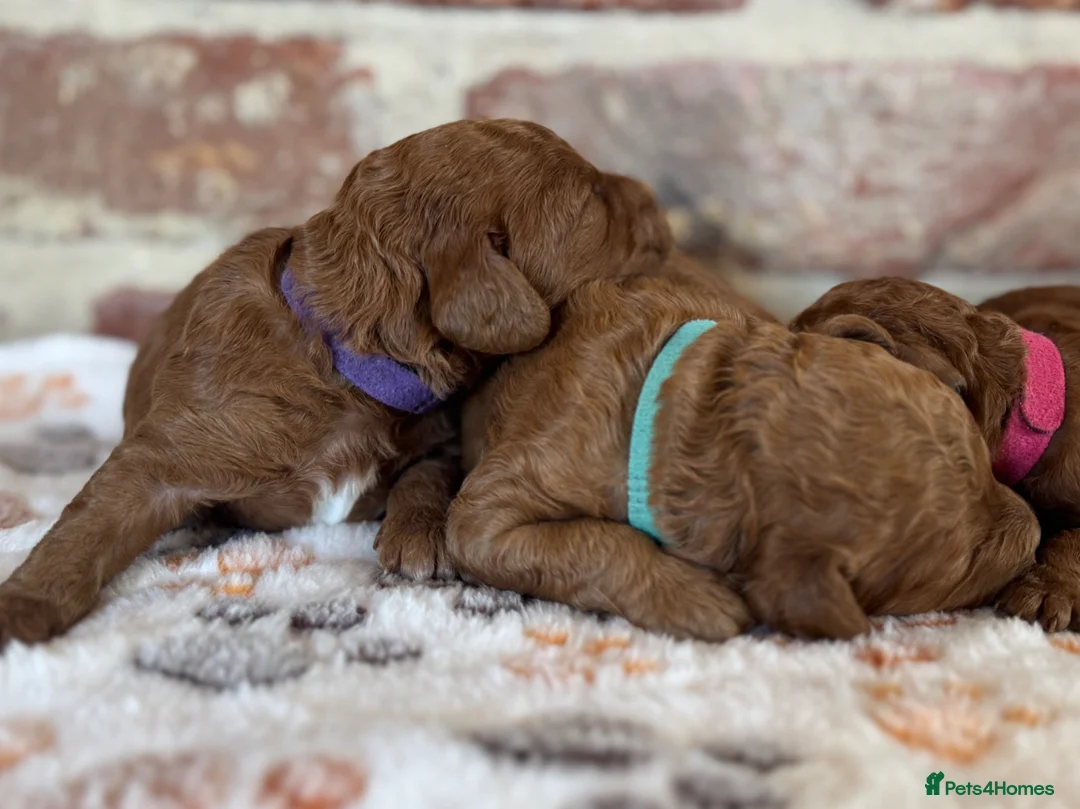Cavapoo dogs for sale: F1b Cavapoos  - Advert 1