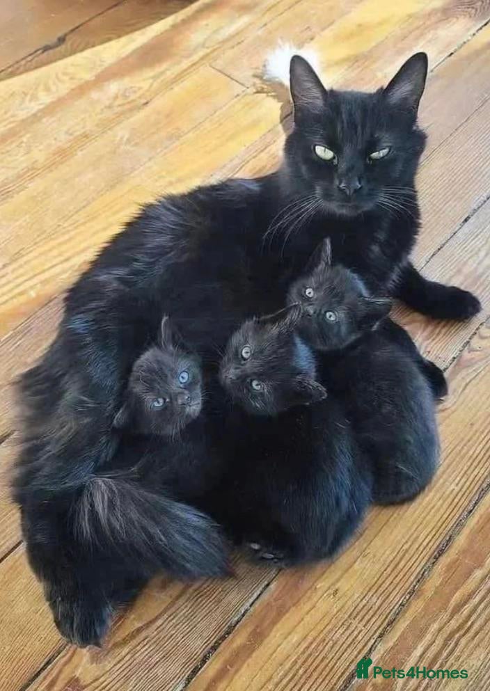 Mixed Breed cats kitten for sale - Advert 17