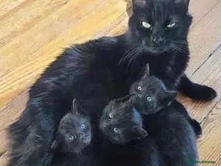 Mixed Breed cats kitten for sale - Advert 3