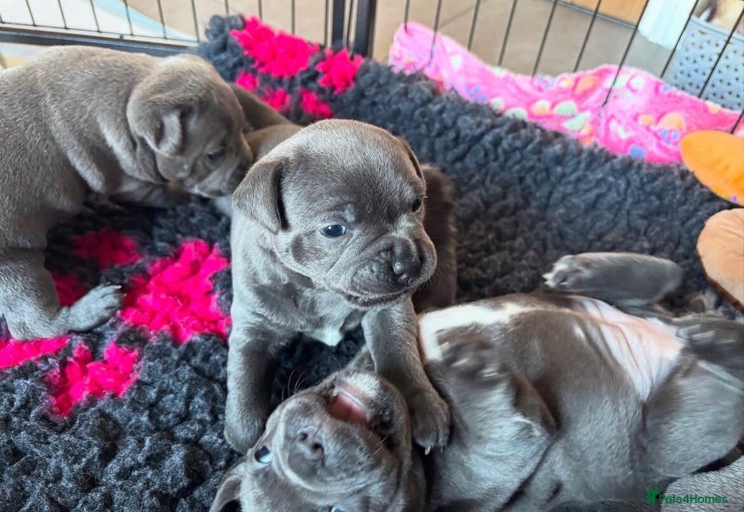 Staffordshire Bull Terrier dogs for sale: KC blue Staffordshire bull terrier puppies  - Advert 10