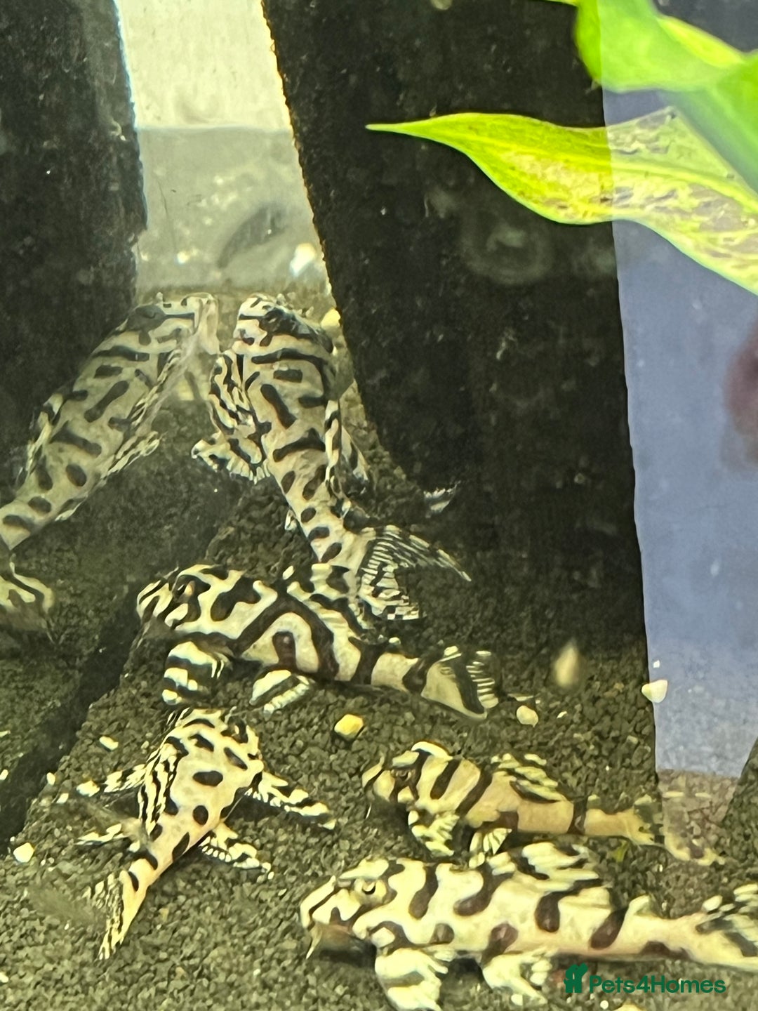 Plecos fish for sale: L236sw Pleco. 1” & 2”-3”  - Image 1