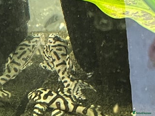 Plecos fish - Advert 20