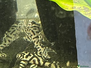 Plecos fish L236sw Pleco. 1” & 2”-3” - Advert 12