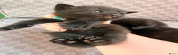 Mixed Breed cats for sale: Black tabby kittens  - Advert 19