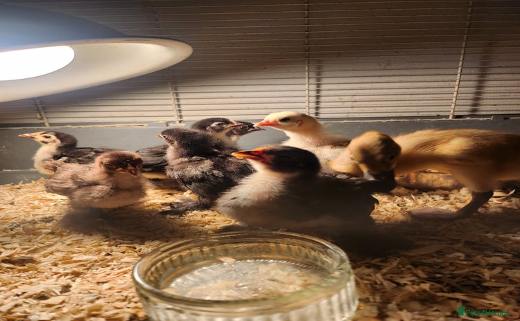 Chickens poultry - Advert 1