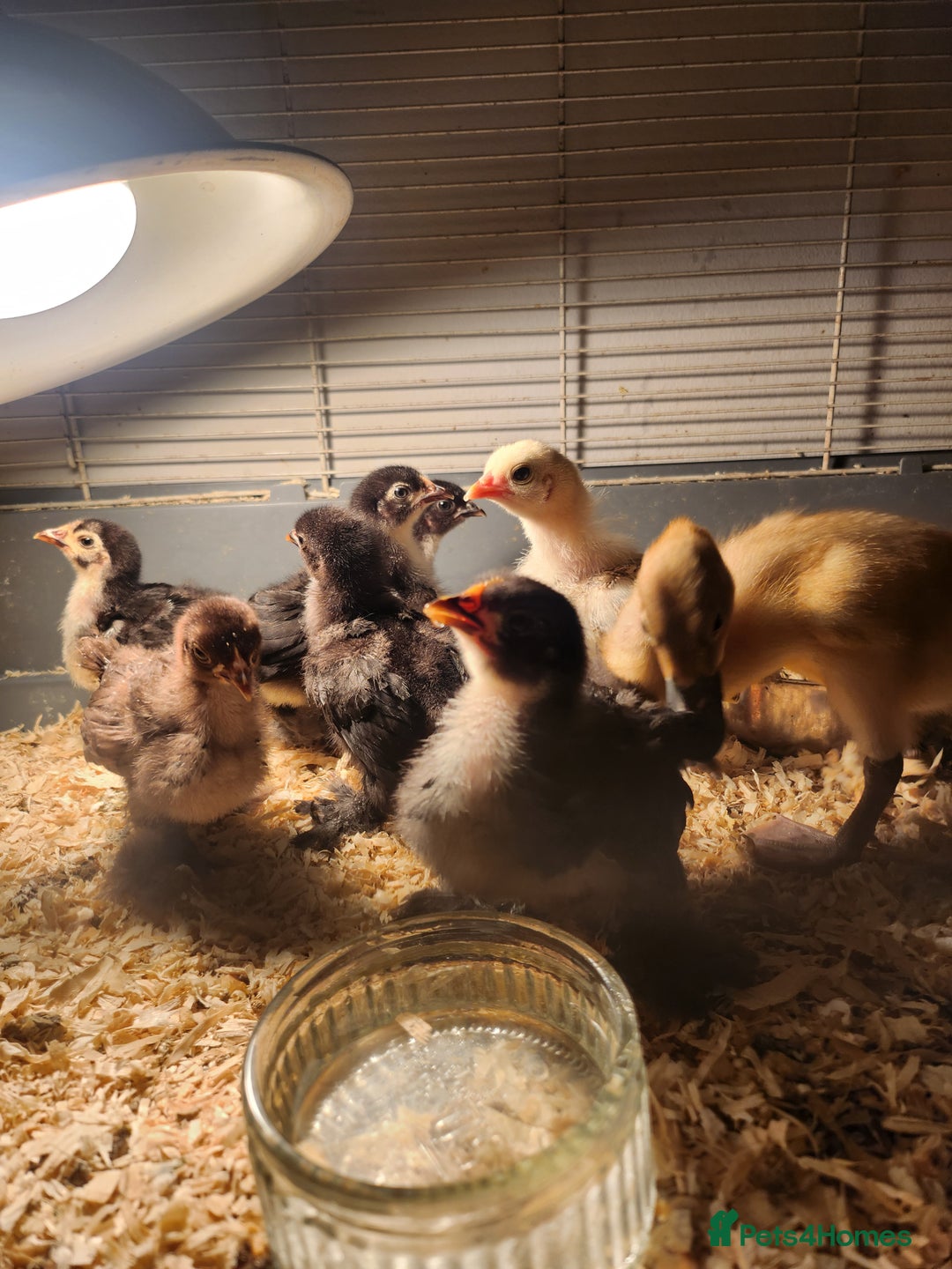 Chickens poultry for sale: Pekin chicks  - Image 1