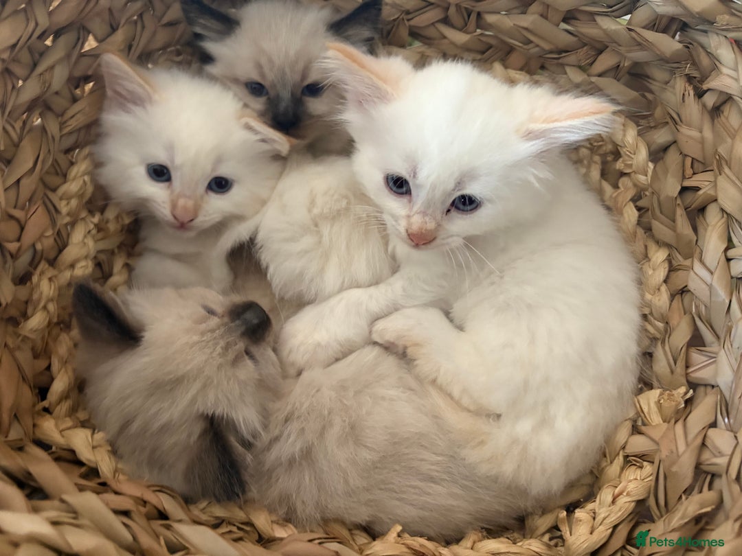 Ragdoll cats for sale: Adorable 2 male kittens, Ragdoll dad, mum Siamese - Image 13