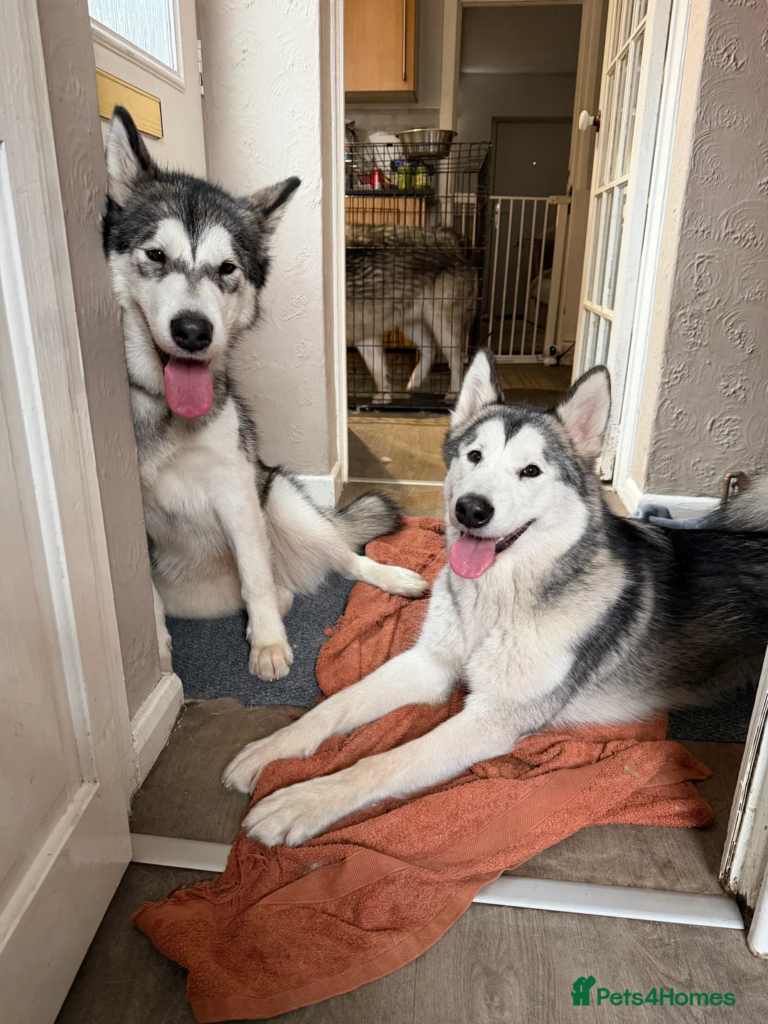 Alaskan Malamute dogs for sale: 2 female Alaskan malamutes 🩷 - Advert 3