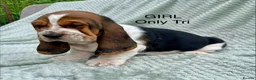 Basset Hound dogs for sale: Beautiful Basset Hound Puppies in Brecon - Advert 6