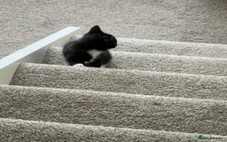 Mixed Breed cats for sale: 1 black female kitten for free - Image 1