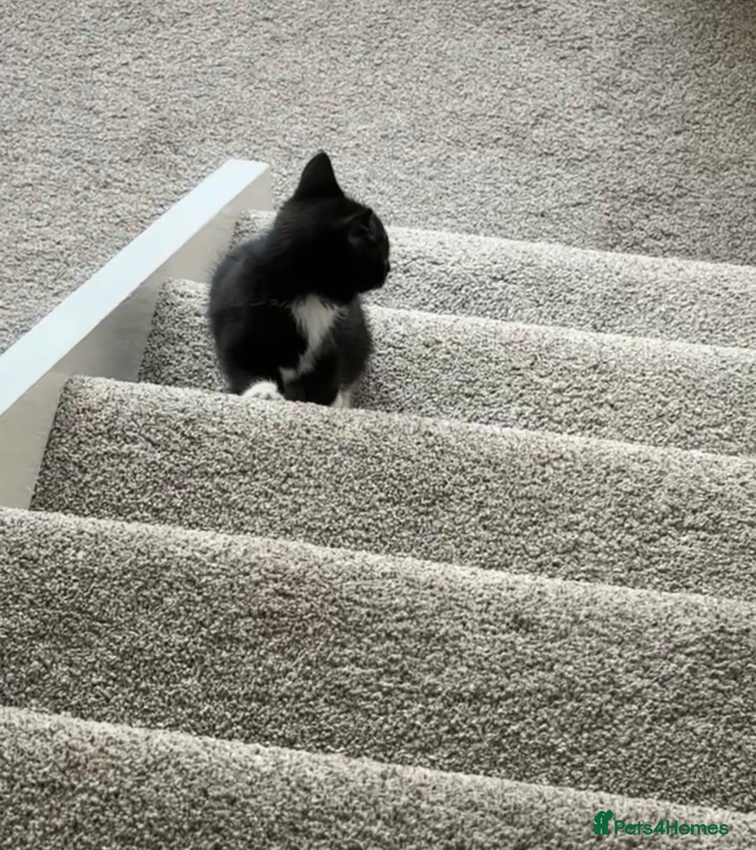 Mixed Breed cats for sale: 1 black female kitten for free - Image 1