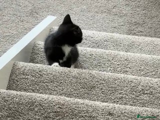 Mixed Breed cats - Advert 19