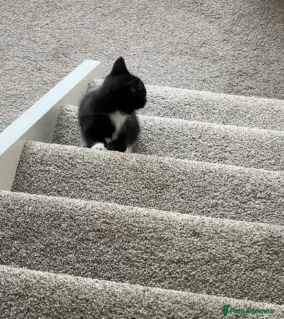 Mixed Breed cats - Advert 3