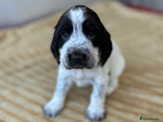 Cocker Spaniel dogs Cocker spaniel puppys for sale! - Advert 16