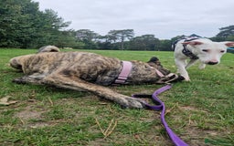 Mixed Breed dogs for sale: Rehome Mavis - Image 6
