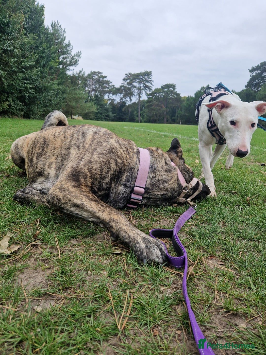 Mixed Breed dogs for sale: Rehome Mavis - Image 6
