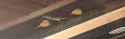 Canaries birds for sale: Beautiful Canaries for Sale in London - Advert 5